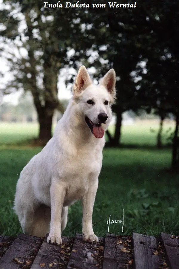 JW 99 Enola Dakota vom Werntal