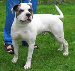 White Bandit's Silvester