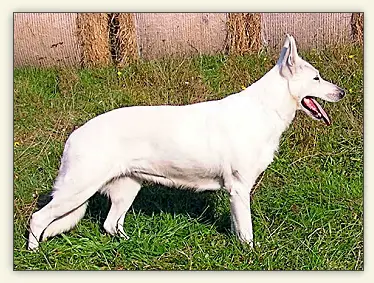Caitlin-Laureen von der Nellenburg