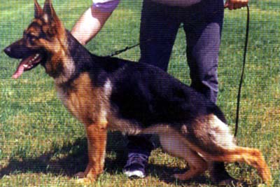 V Karrie von der Wienerau