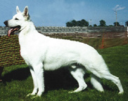 WGS/AWSA CH Oscar Winslow von Tasz