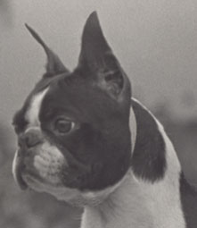 CH. Pollards Beau Geste