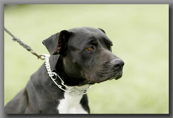 Black Champ's Twister