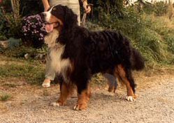 INTCH DCH VDHCH LUXC Danetta's Floggy