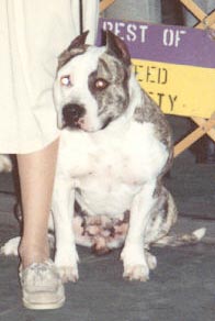 X-Pert Beer's Angel Eyes