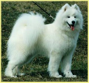 Humoresque O' Lala Loulou