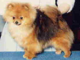 CAN/AM CH Rhynstone Lady In Red