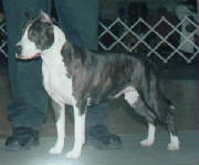 AKC CH/UKC CH Cicero's Sascha Girl