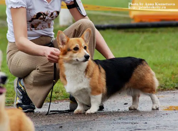 Zemlyanika Dubenskiy Zamok