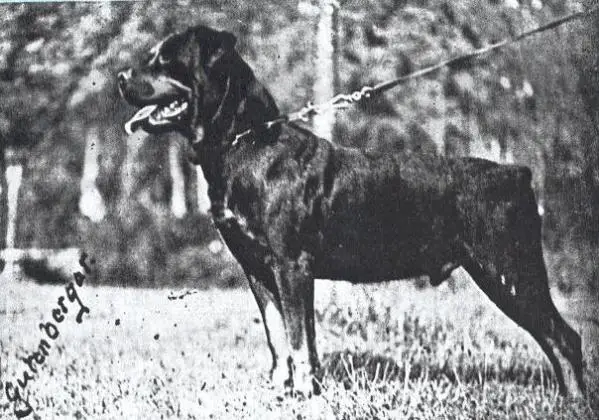 Jdo von Zuffenhausen