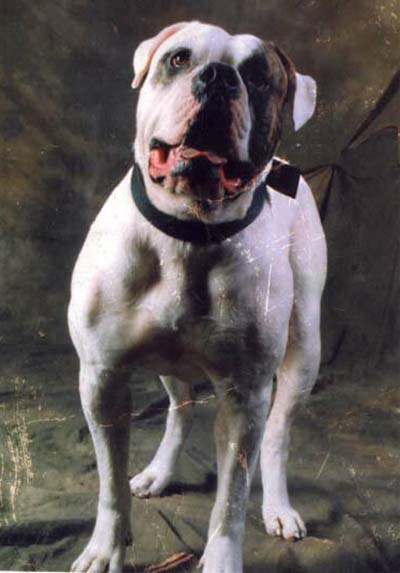 Mugsy's Got Balls PH-0.54/0.54