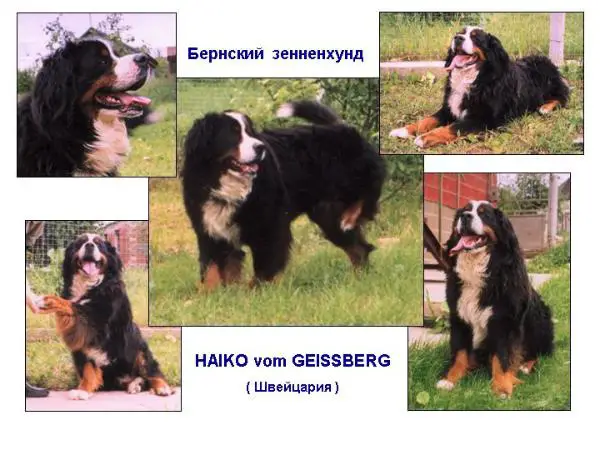 Haiko V. Geissberg