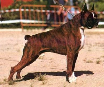 MULTI CH Caruso di Soragna