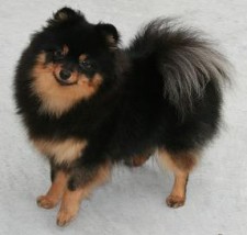 Wee Heart's Giget Goes To Hollywood