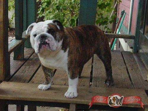 CH (AKC) Cherokee Legend Pretty Boy