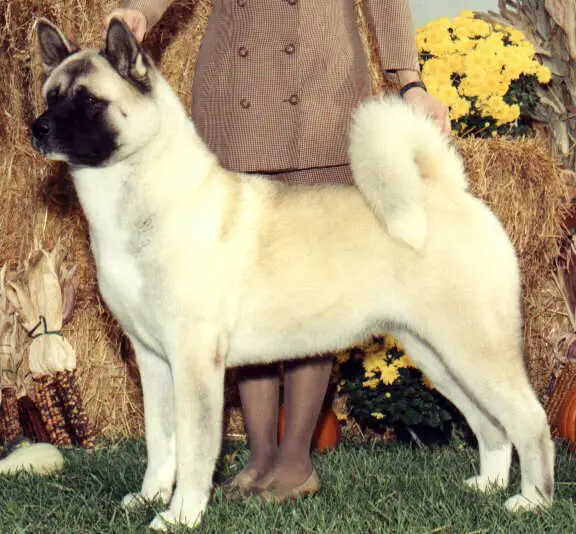 AKC CH Serdess Chianti Of Regalia