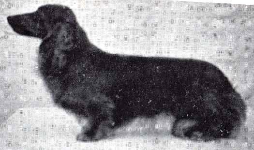 ENG CH Armorel Golden Monarch