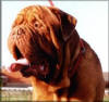 Bullie