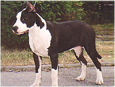 CH W.B.MF Exellent Type