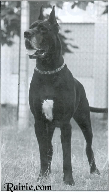 Helodie du Val de L'amitie