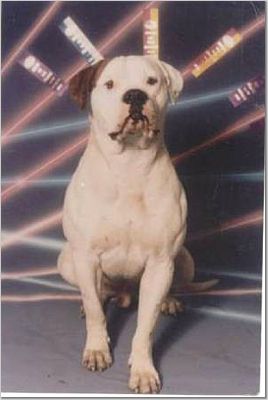 Demeris' Dogasaurus Rex