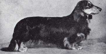 ENG CH Wenbarn Peregrin