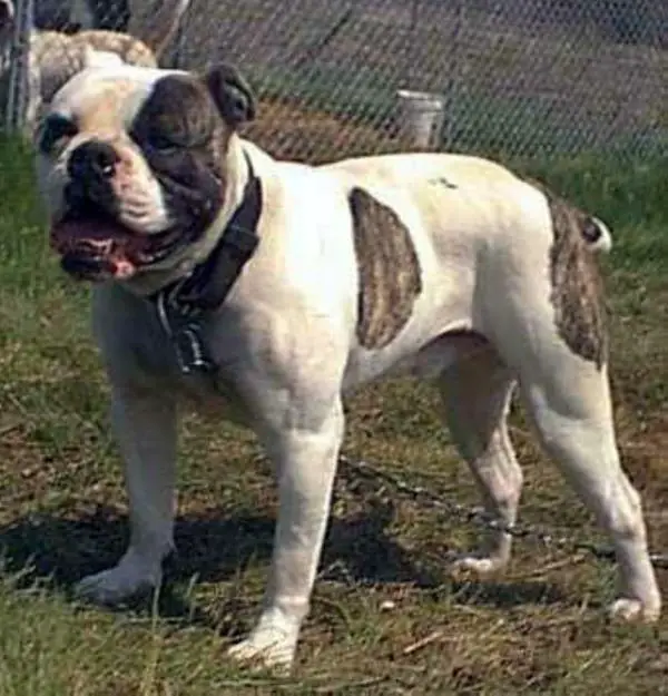 McEvoy's Big Poppa Pump PH-0.44/0.41