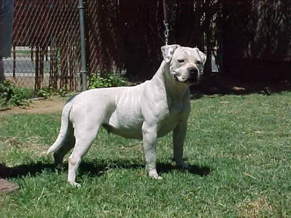 Boyd's Country Bumpkin