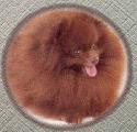 Starlite Choco's Kopy Kat