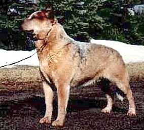 CH (US/FIN/CAN) Reddenblu's the Proclaimer