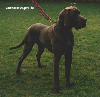 Devil Vom Hause Wagner