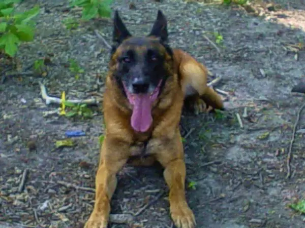 Ares van Boekhout Akker