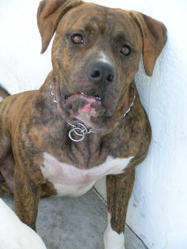 Konfederate Kennel's Rusty