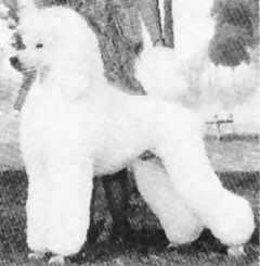 Am. Ch. Pinafore President