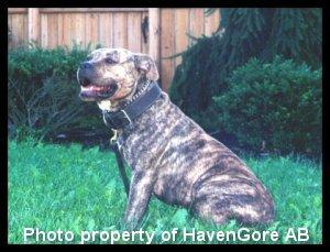 Triple M's Devil Rat