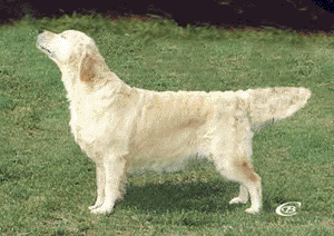 SECRET FANTASY v.d.BEERSE HOEVE