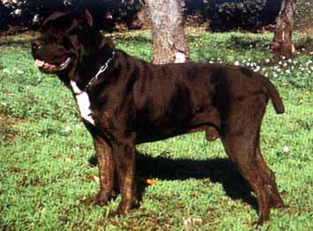 CH David (1990)(AG94L2750)