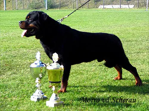 FCI INT'L / DT / VDH CH, MULTI V1 Morro von der Scherau