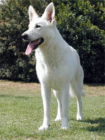 Dolores of Martin's Roseville