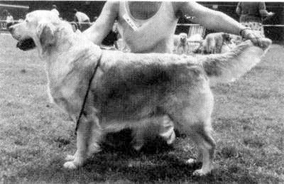 Sansue Golden Gloria Of Sandusky