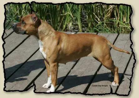 Michl R Blackeyed Susan