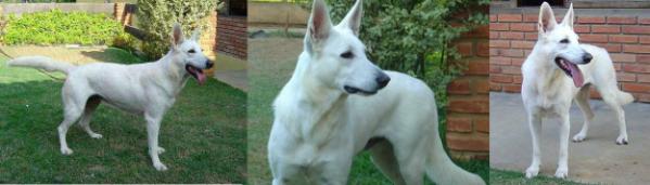 JCH Neve Horst von Ruff