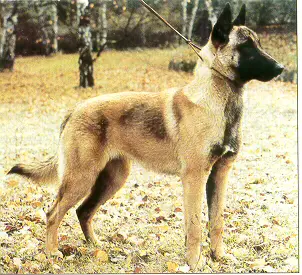 Akéne du Mas des Lavandes
