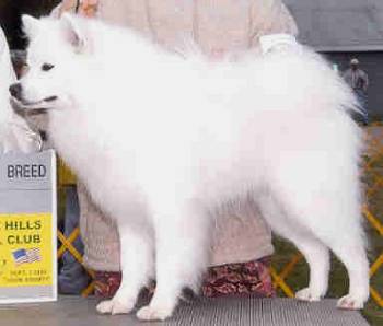 AKC CH/UKC GRCH Eros' Gandalf The White