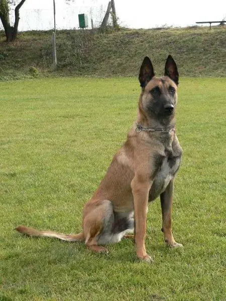 Ender van de Duvetorre