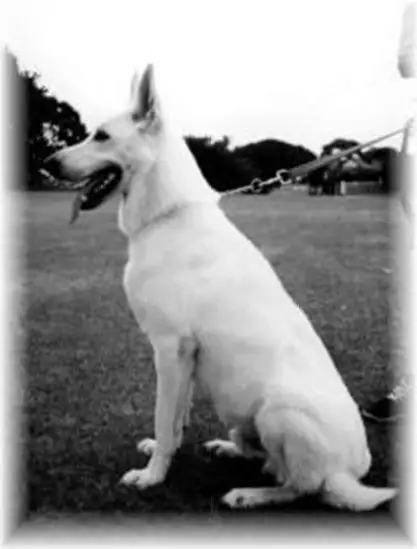 Zac of the Villa Bianca