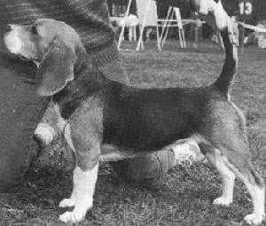 DKCH Daisy Hills KYSKE KAROLINE