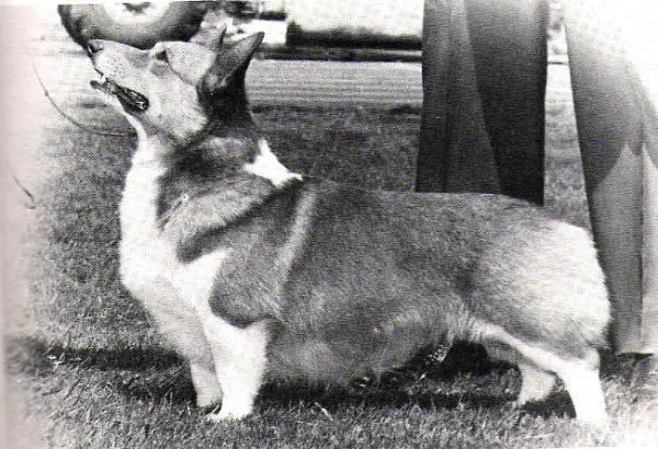 Am Can CH Leonine Leprechaun