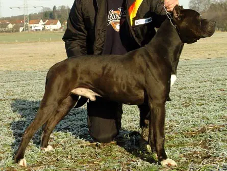 Konfederate Kennel's Crispy