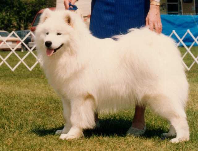 Can.Ch Samsong's Snow Chief